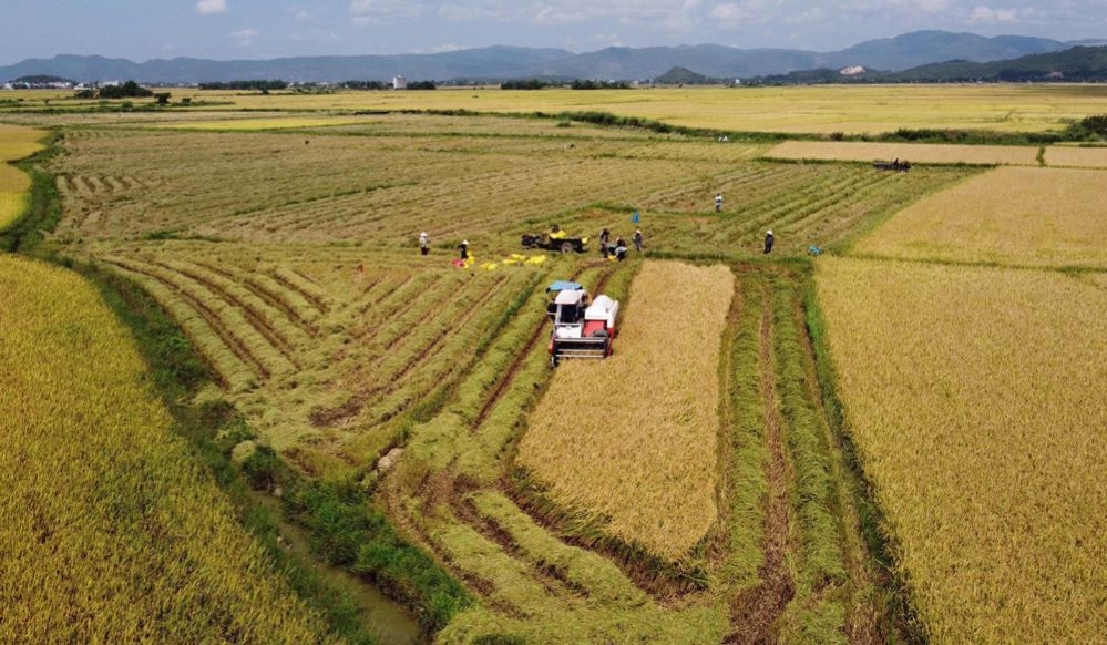 Phú Yên đẩy mạnh các giải pháp giảm giá thành sản xuất lúa gạo nhờ áp dụng cơ giới hóa và khoa học công nghệ, đồng thời nâng cao giá trị sản phẩm.