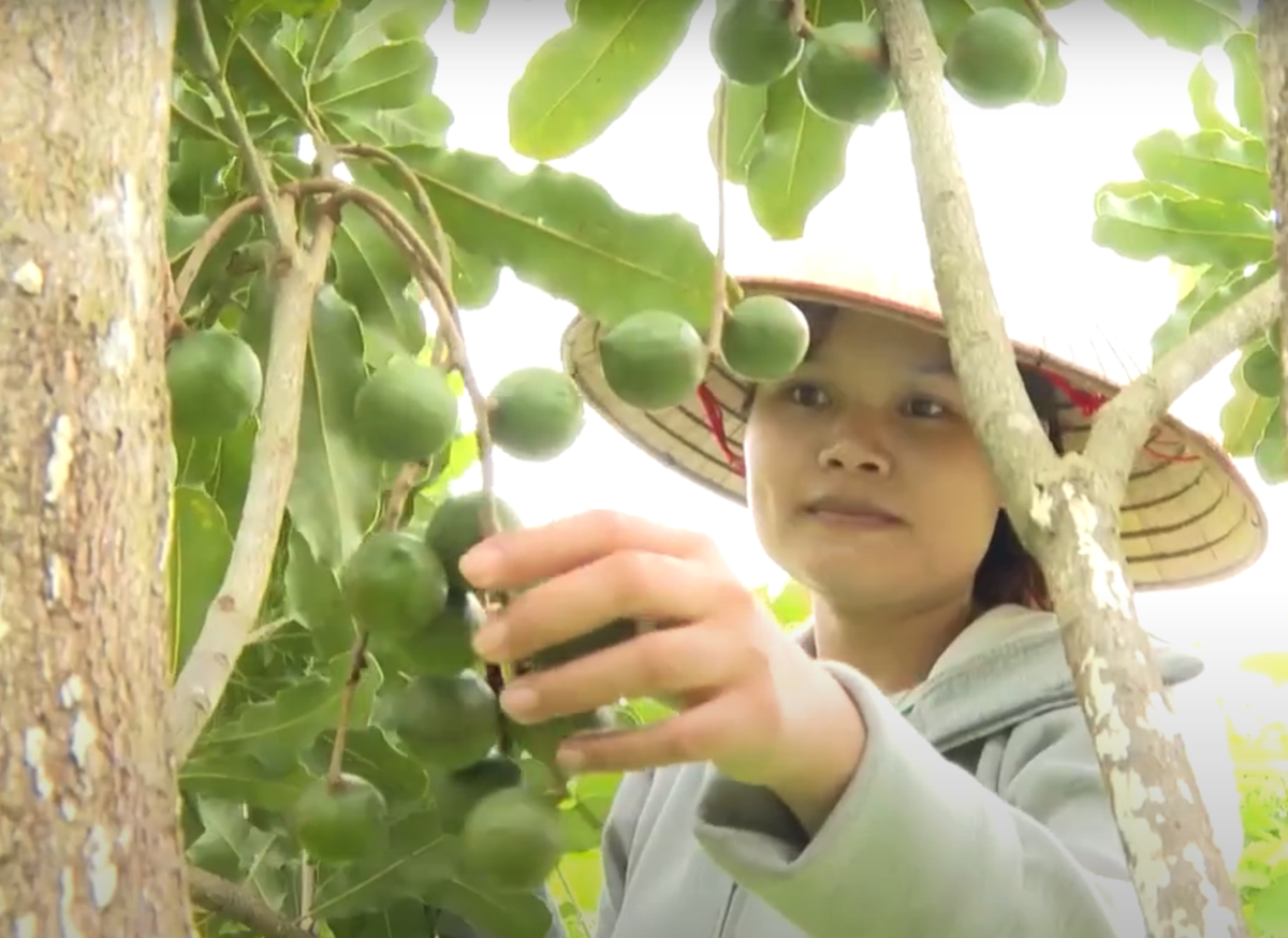 Lai Châu từng bước hình thành các nông trường mắc ca với quy mô lớn.