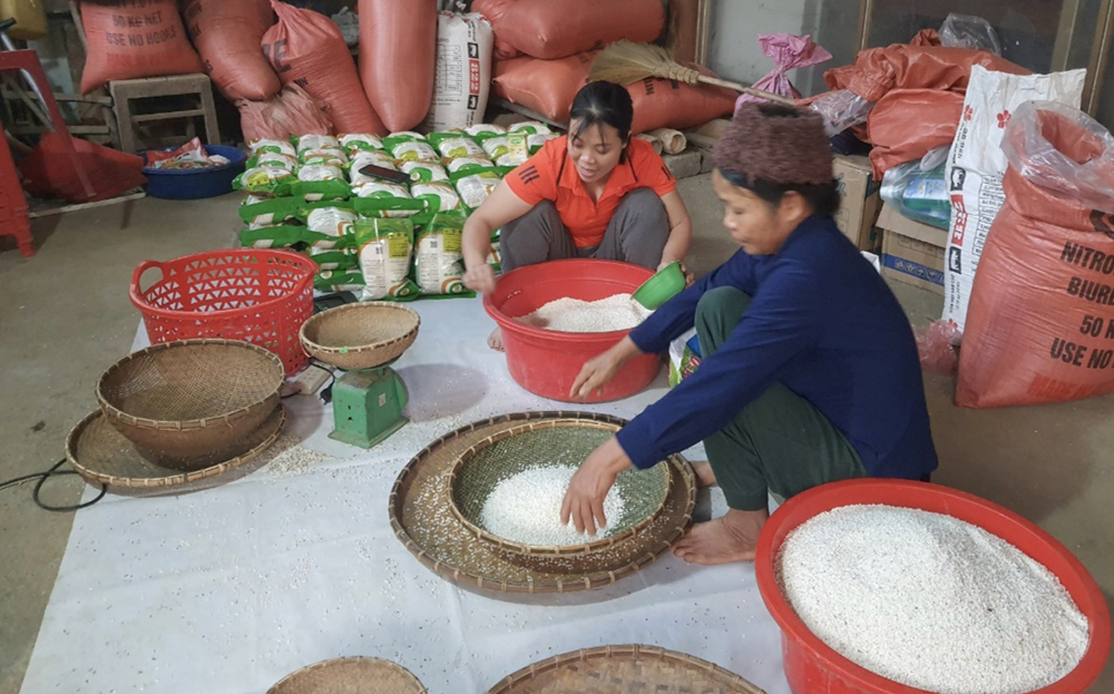 Nếp Lào Mu Khánh Thiện đã trở thành hàng hóa có giá trị cao trên thị trường, được nhiều người biết đến. Ảnh BYB