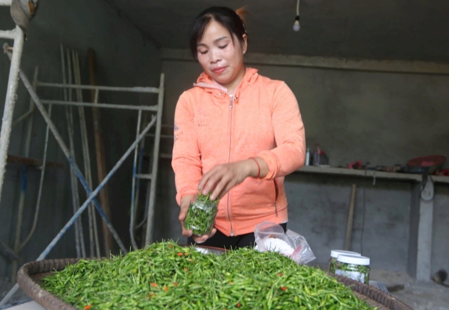 HTX lâm nghiệp Mà Cooih với sản phẩm tiêu biểu là ớt A Riêu đang mang lại thu nhập ổn định cho người dân địa phương.