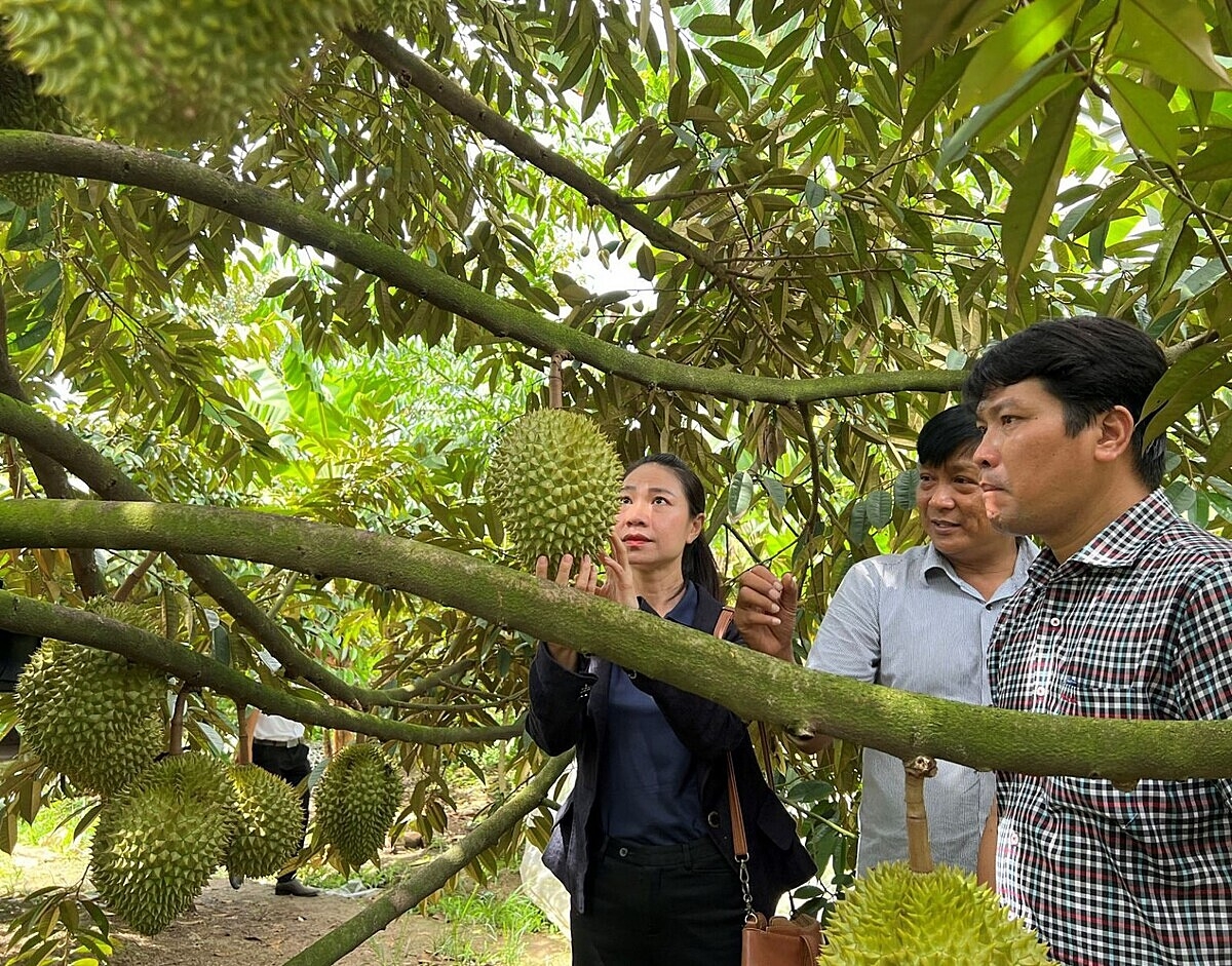 Sầu riêng Kế Sách đang phát triển theo chuỗi giá trị hàng hóa, giúp người dân nâng cao thu nhập.