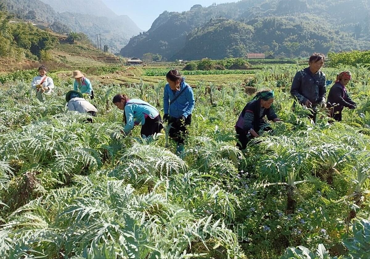 Cây dược liệu cho giá trị kinh tế cao.