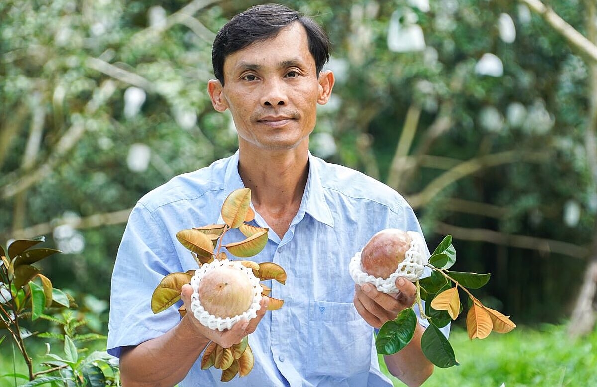 Vú sữa trồng theo tiêu chuẩn xuất khẩu mang về nguồn thu cao cho người dân.