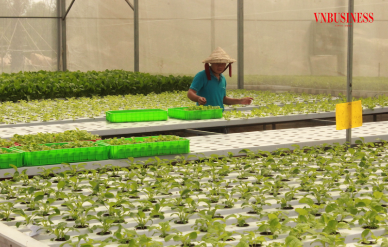 Dự kiến có trên 30% HTX sản xuất nông nghiệp ứng dụng công nghệ cao vào năm 2030.