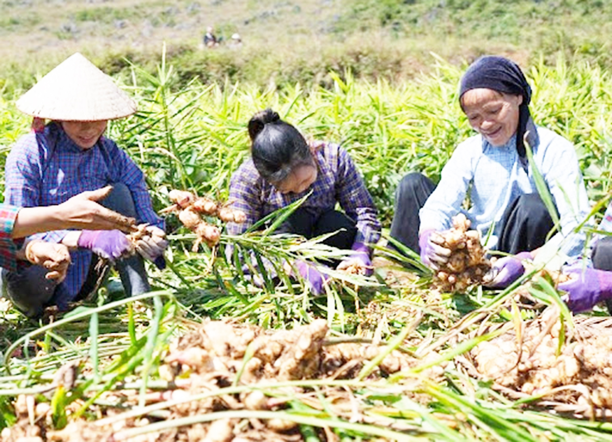 Liên kết tham gia vào các HTX cũng là chìa khóa giúp đồng bào dân tộc thiểu số ở Hà Quảng thoát nghèo, làm giàu.