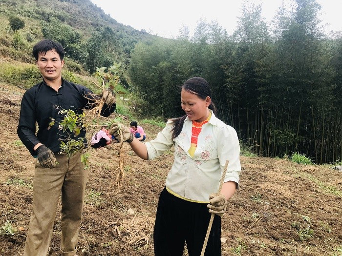 Người dân xã Phan Thanh thu hoạch cây Cát Cánh cung cấp cho HTX.