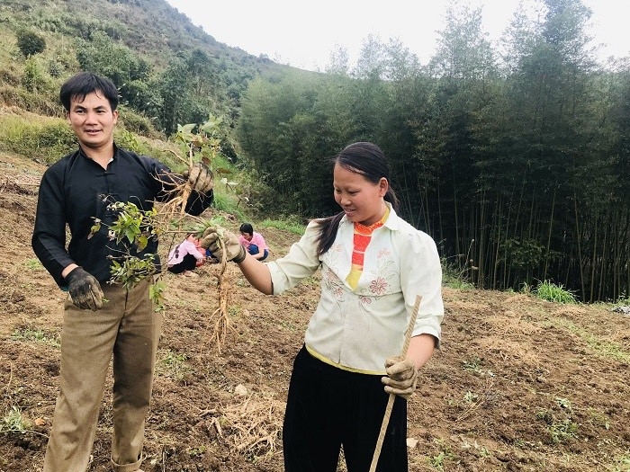 Người dân xã Phan Thanh thu hoạch cây Cát Cánh cung cấp cho HTX.