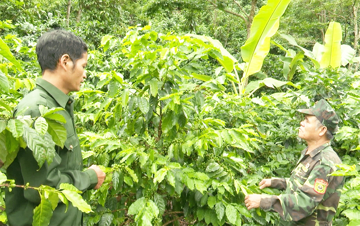 Chuyển đổi sản xuất theo hướng hàng hóa giúp đồng bào dân tộc thiểu số ở Kon Tum nâng cao hiệu quả sản xuất.