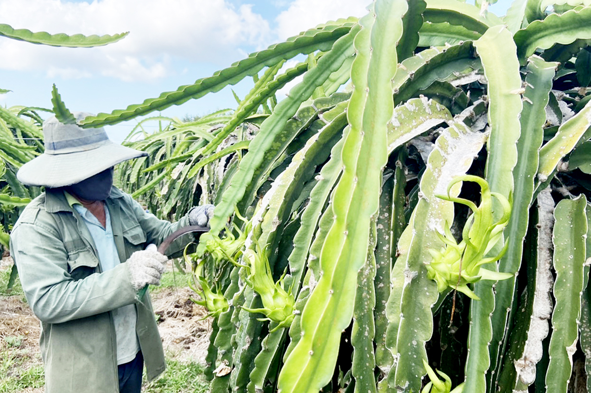 Ứng dụng khoa học công nghệ ép thanh long ra quả trái vụ là chìa khóa giúp nông dân Bà Rịa - Vũng Tàu giải bài toán thị trường.