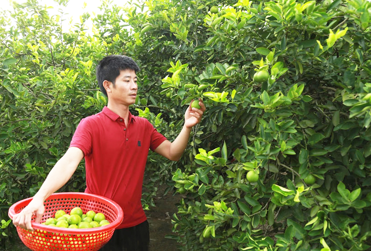 Mạnh dạn chuyển đổi cơ cấu cây trồng theo hướng bền vững là chìa khóa làm giàu của nông dân, HTX huyện Bình Lục &lpar;Ảnh: BHN&rpar;.