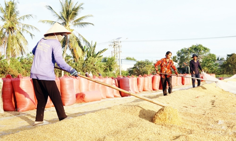 Nông dân xã Song Lộc, huyện Châu Thành phơi lúa vụ đông - xuân 2024 - 2025