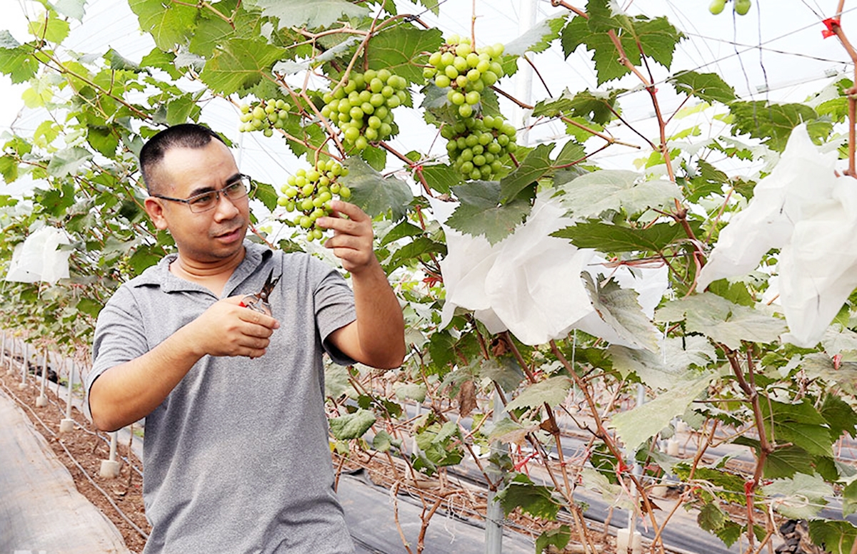Cây ăn quả đang trở thành cây đuổi nghèo, làm giàu cho nông dân, HTX ở Bình Lục &lpar;Ảnh: BHN&rpar;.