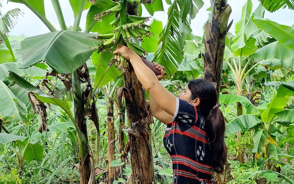 Tham gia vào Tổ hợp tác trồng chuối lùn giúp cho phụ nữ dân tộc thiểu số ở xã Tà Rụt &lpar;huyện Đakrông&rpar; thay đổi nếp nghĩ, cách làm để thoát nghèo.