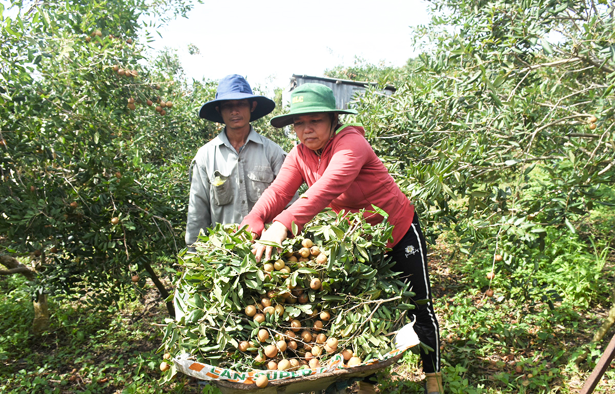 Thành công trong chuyển đổi cơ cấu cây trồng ở Bà Rịa - Vũng Tàu có dấu ấn đậm nét của các HTX.