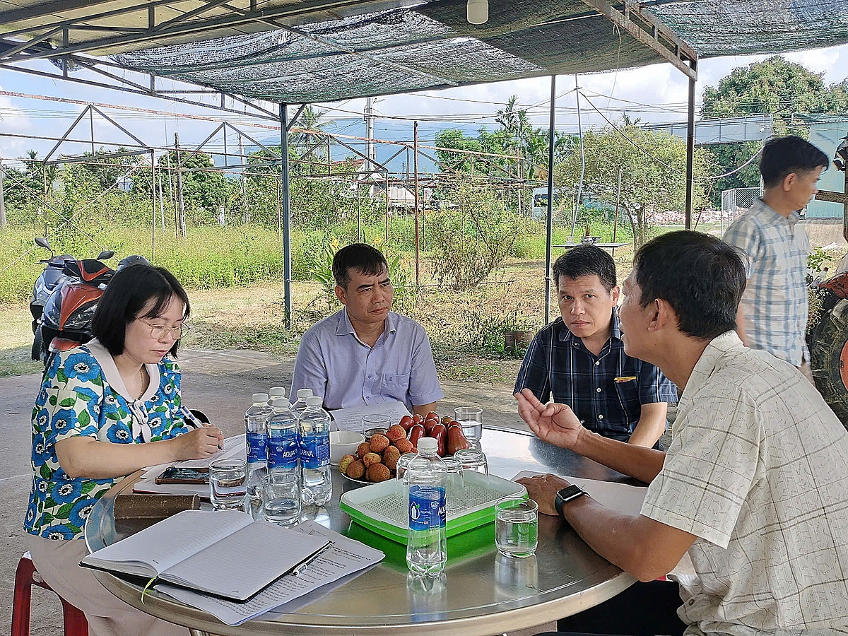 Ông Nguyễn Quang Anh Kiệt, Giám đốc HTX Nông nghiệp Công nghệ cao Quế Sơn &lpar;áo kẻ trắng&rpar; đang trao đổi với cán bộ Liên minh HTX Việt Nam ngày 23/5/2025.