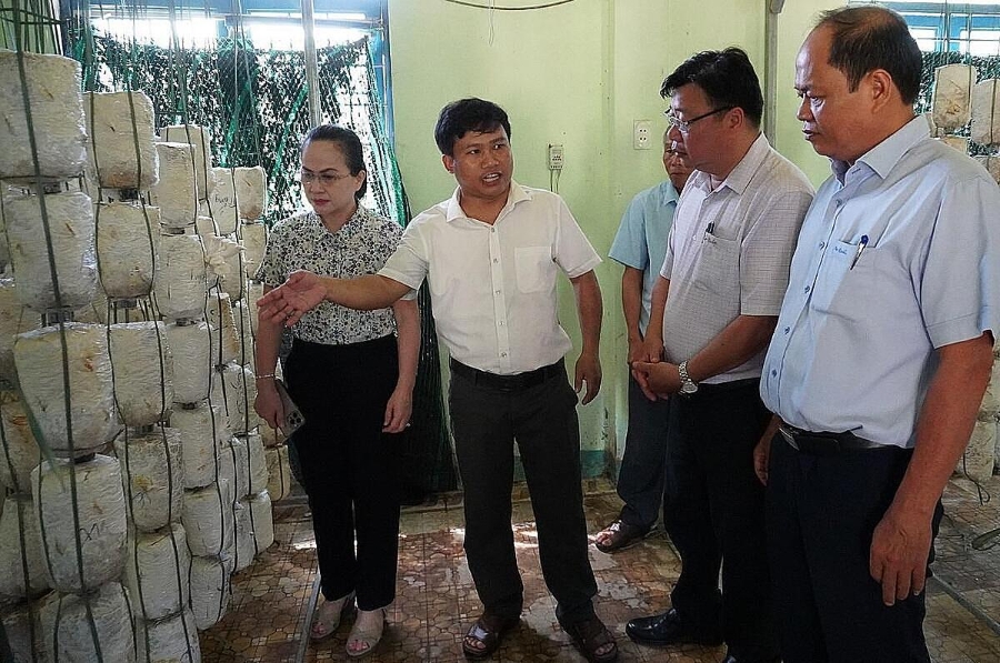 Trồng nấm sạch tại HTX Trà Bình. Ảnh BQN