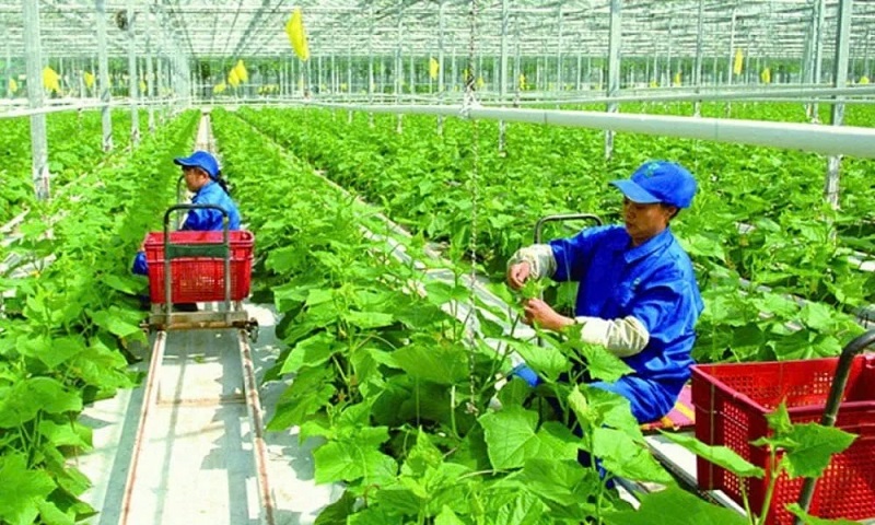 Một mô hình trồng rau sạch trên địa bàn huyện Quan Sơn &lpar;Thanh Hóa&rpar; giúp giải quyết việc làm cho người lao động và mang lại hiệu quả tích cực.