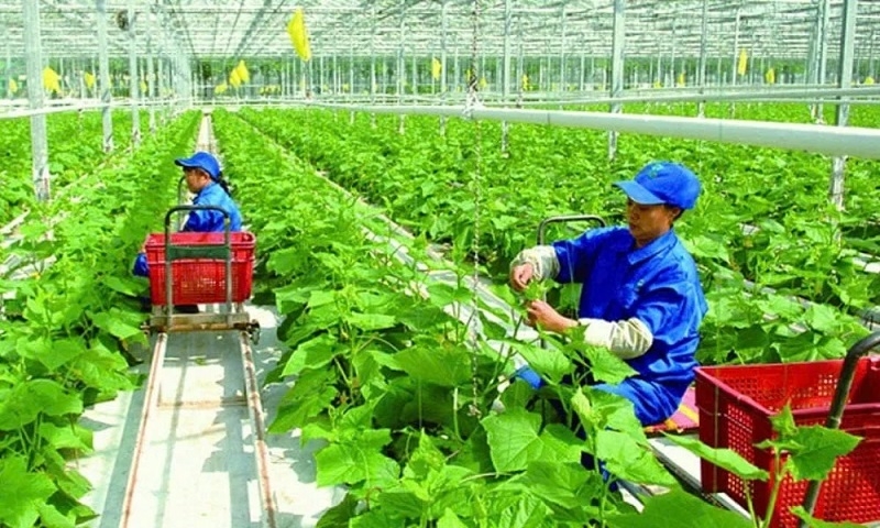 Một mô hình trồng rau sạch trên địa bàn huyện Quan Sơn &lpar;Thanh Hóa&rpar; giúp giải quyết việc làm cho người lao động và mang lại hiệu quả tích cực.