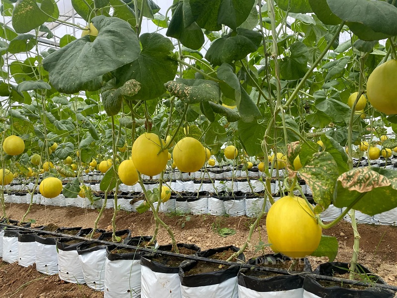 Nhiều HTX đã trở thành “điểm sáng” trong phong trào kinh tế tập thể của tỉnh Thanh Hóa, mang lại doanh thu, lợi nhuận cao cho các hộ thành viên.