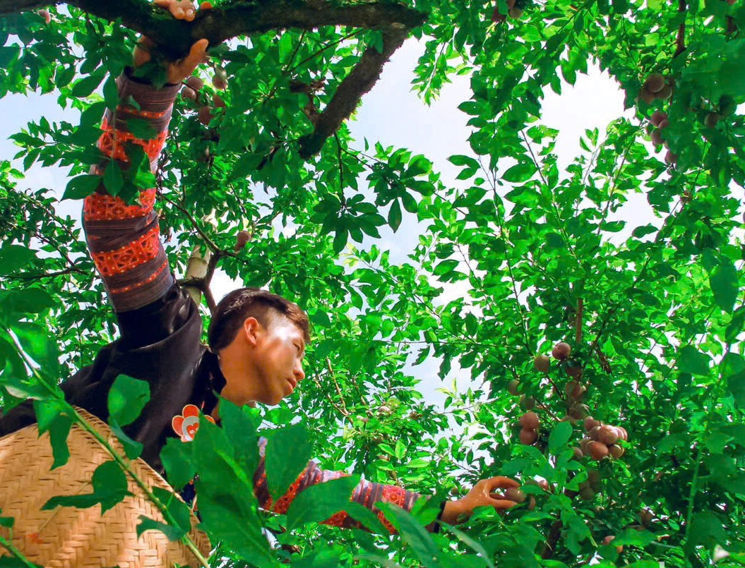 Cây mận đang trở thành trung tâm của câu chuyện giảm nghèo bền vững giữa núi rừng Tây Bắc.