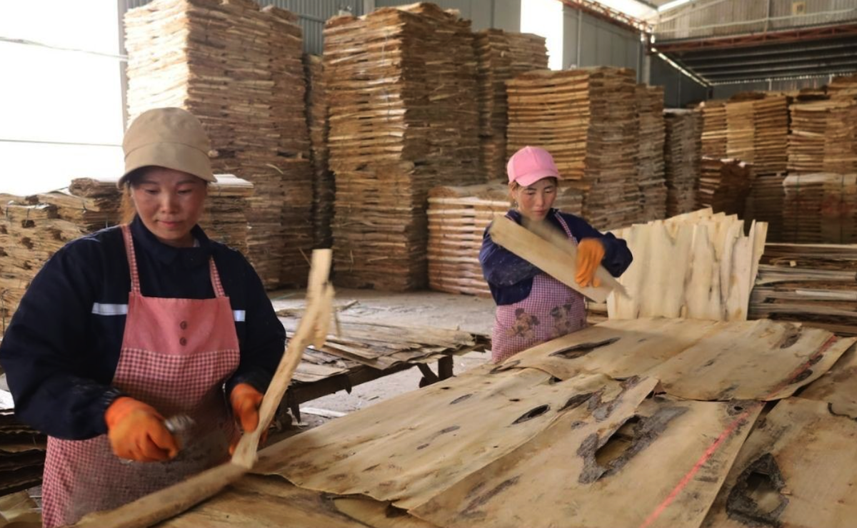 Bảo Yên thu hút đầu tư vào chế biến sâu gỗ rừng trồng, hỗ trợ các cơ sở chuyển đổi máy móc, tiếp cận vốn ưu đãi và xây dựng thương hiệu lâm sản địa phương.