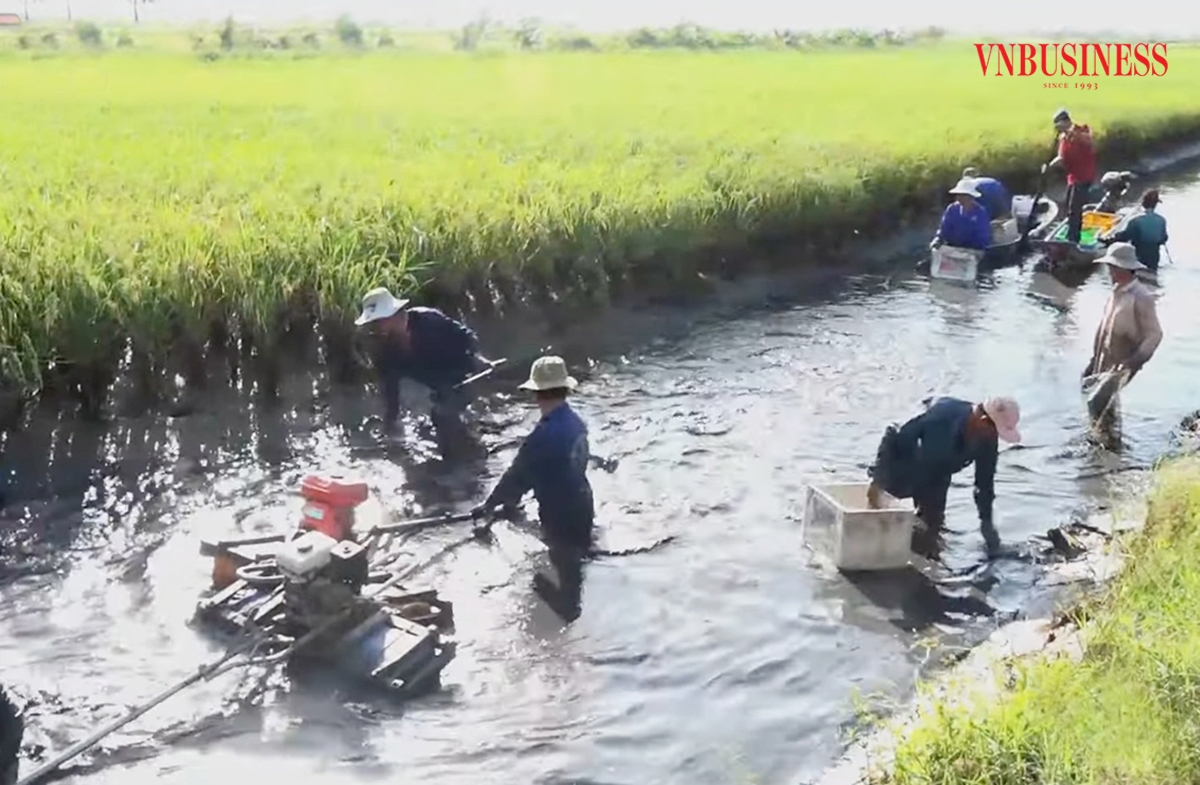 Mô hình con tôm ôm cây lúa đang mang lại hiệu quả kinh tế cao cho nông dân, HTX tại Kiên Giang.