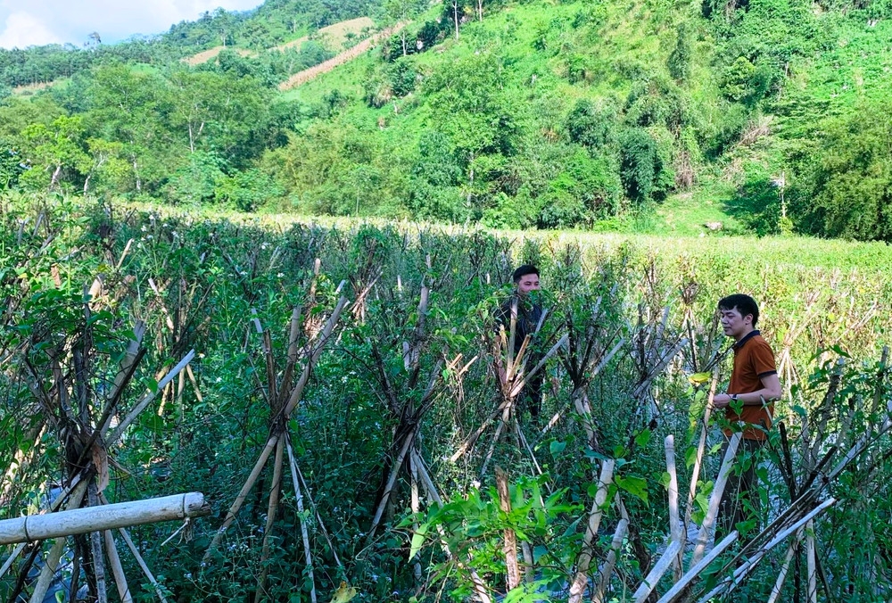 Cây dược liệu đang mở lối thoát nghèo cho đồng bào dân tộc thiểu số ở Na Rì.