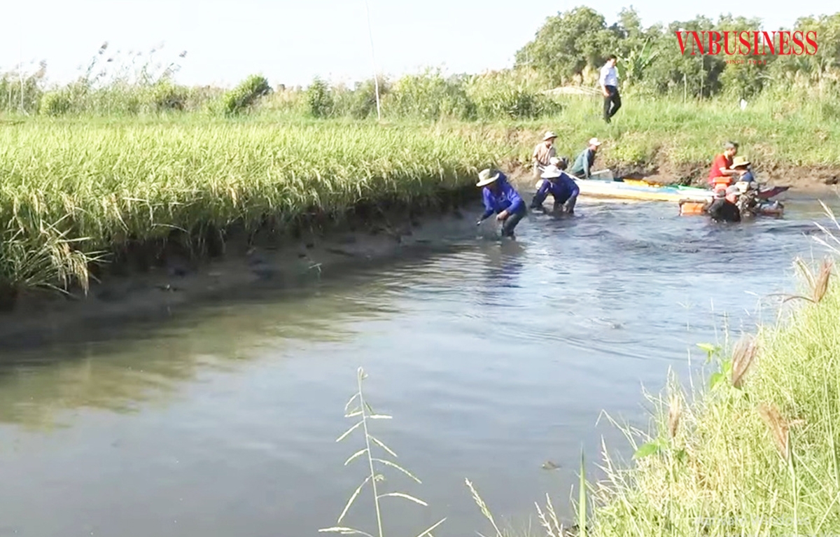 Ứng dụng khoa học kỹ thuật, cách làm thông minh, là chìa khóa giúp nông dân, HTX Kiên Giang thắng đậm với mô hình lúa tôm.
