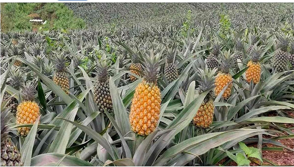 Cánh đồng dứa mật HTX liên kết trồng cùng người dân.