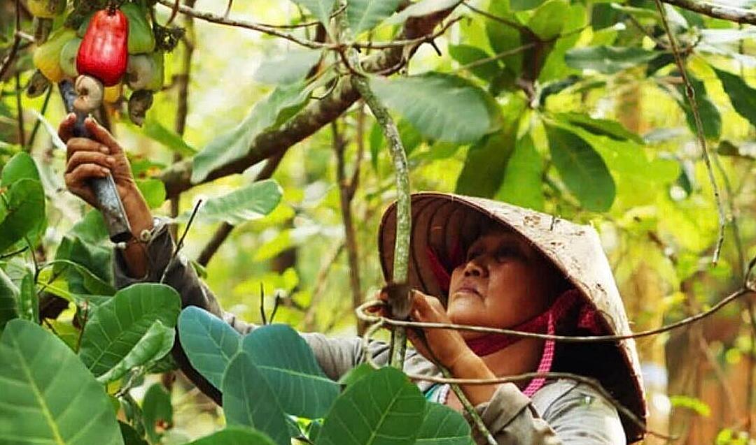 Liên kết với HTX trồng điều, nhiều hộ dân đã vươn lên thoát nghèo, có thu nhập ổn định.