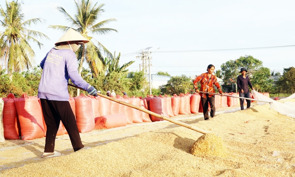 Nhiều HTX ở huyện Cầu Ngang &lpar;Trà Vinh&rpar; tạo được dấu ấn rõ nét trong chuyển đổi cơ cấu nông nghiệp, góp phần xóa đói giảm nghèo bền vững