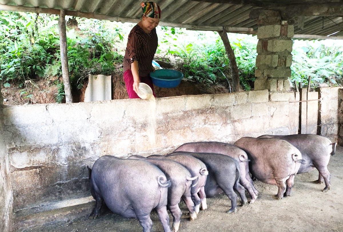 Trồng trọt, chăn nuôi theo tư duy mới giúp nông dân, HTX tại Na Rì nâng cao hiệu quả.