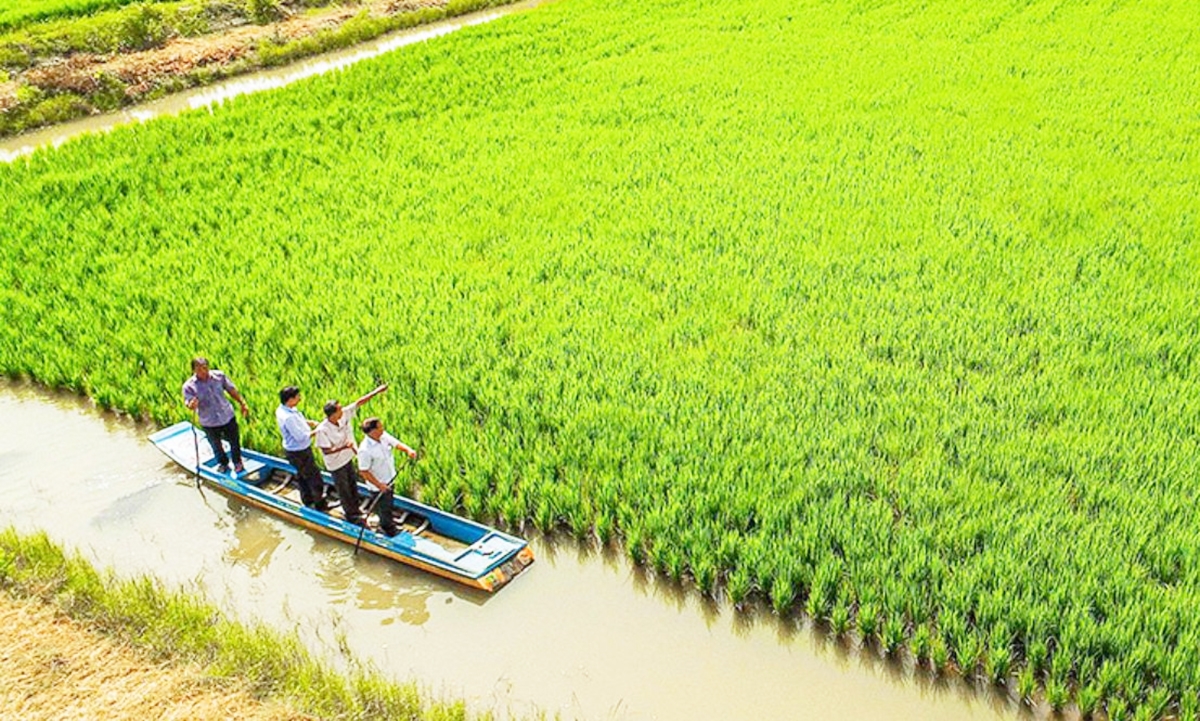 Mô hình lúa - tôm được định hướng là giải pháp bền vững trong quá trình xóa đói giảm nghèo tại Cà Mau.