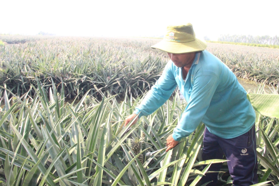 Nghề trồng khóm có chuyển biến đáng kể khi nông dân, HTX đẩy mạnh ứng dụng khoa học kỹ thuật.