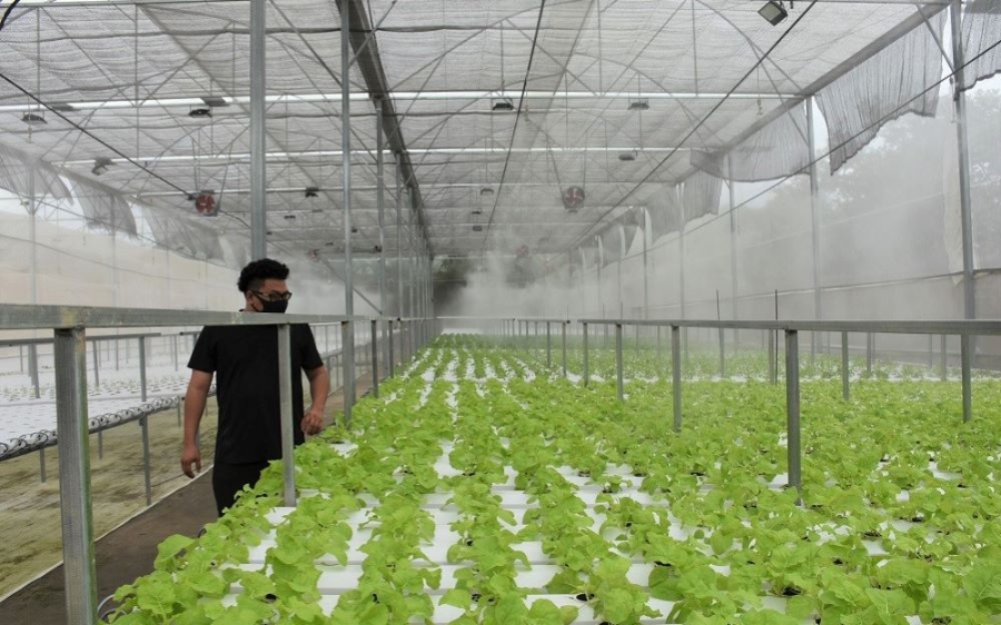 Phát triển nông nghiệp công nghệ cao, xây dựng các chuỗi liên kết sản xuất, trong đó có sự tham gia của các HTX tạo nên nhiều mô hình thành công tại Xuyên Mộc.