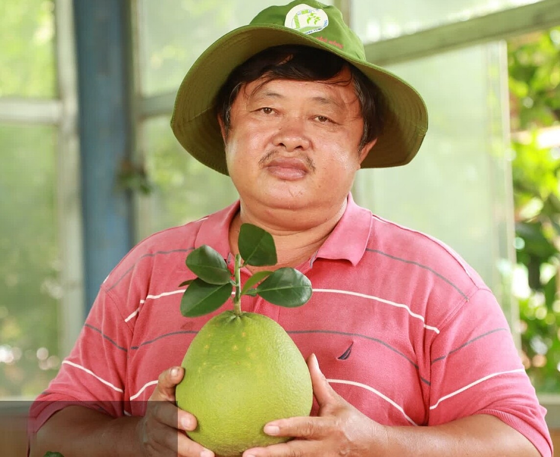 Bưởi da xanh của HTX Hồng Nịp có đầu ra ổn định nhờ được hỗ trợ sản xuất theo quy trình chất lượng.