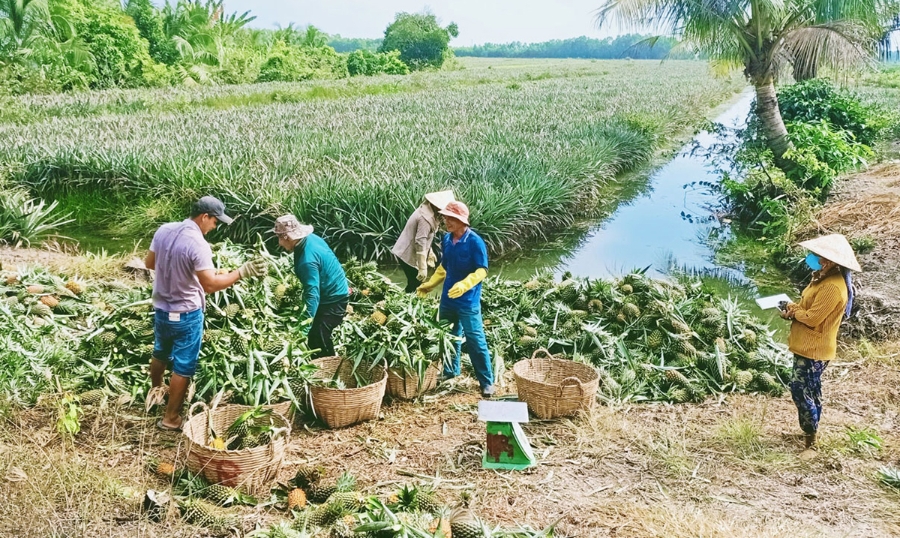 Việc liên kết sản xuất theo chuỗi giá trị cũng là chìa khóa giúp nông dân, HTX trồng khóm thu trái ngọt.