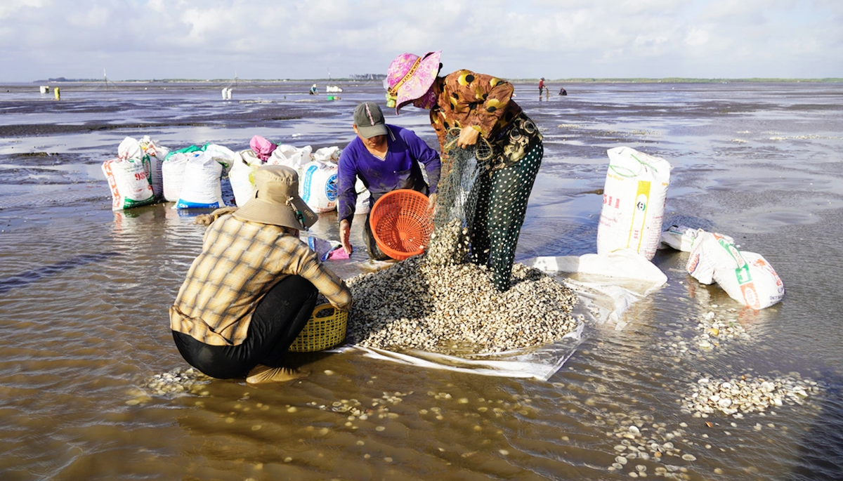 Các thành viên HTX Thuỷ sản Rạng Đông đang khai thác nghêu