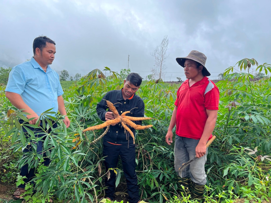 Nhiều đồng bào dân tộc thiểu số ở Phước Sơn đã thoát nghèo nhờ chuyển đổi cây trồng có giá trị cao.