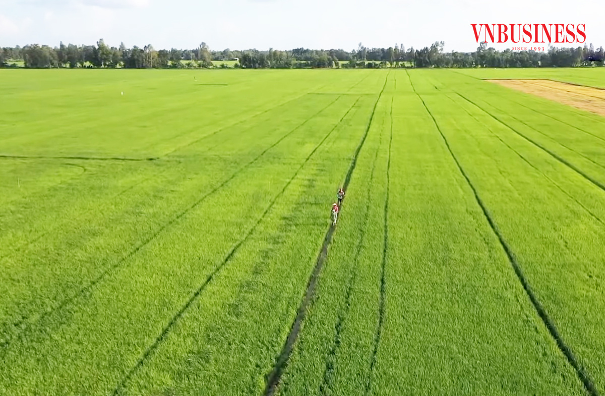 Những cánh đồng lớn ở Vị Thủy với sự tham gia của HTX-doanh nghiệp được đánh giá cao.