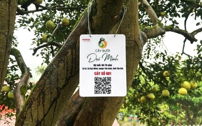 Tem có mã QR truy xuất nguồn gốc được gắn trên từng cây bưởi và dán trên từng quả bưởi để chứng thực chuẩn bưởi Đại Minh”, minh bạch hóa nguồn gốc sản phẩm.