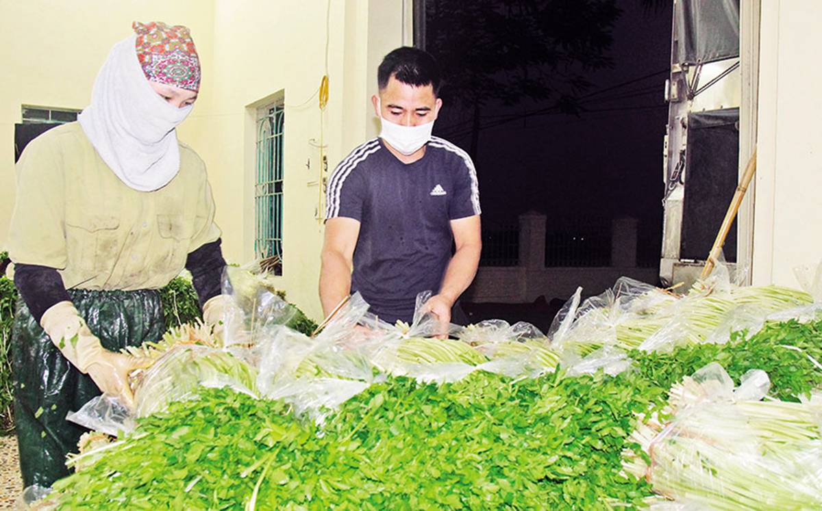 Ứng dụng khoa học kỹ thuật vào sản xuất giúp người trồng rau cần nâng cao giá trị kinh tế.