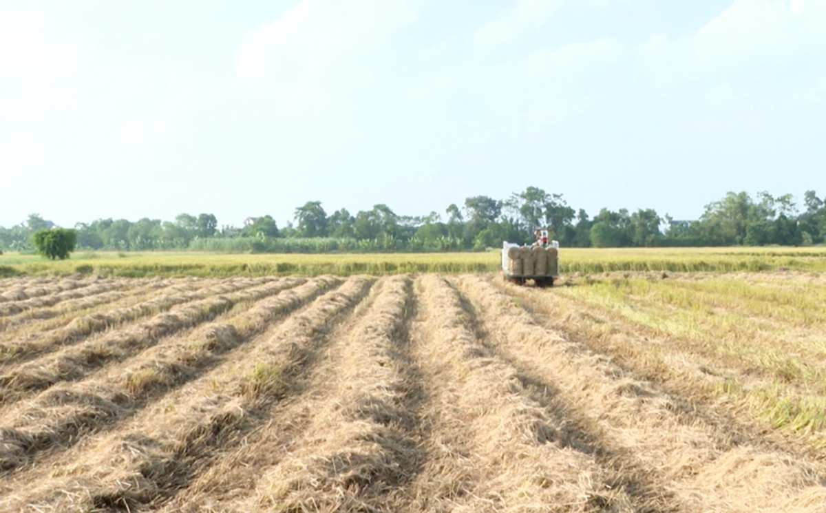 Thúc đẩy nông nghiệp theo hướng nâng cao giá trị gia tăng là đòn bẩy giảm nghèo ở Thanh Tân.