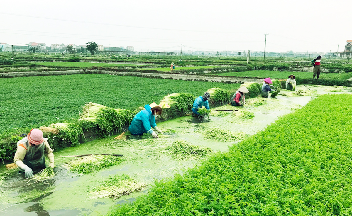 Các HTX đang trở thành điểm tựa giúp nông dân trồng rau cần nâng tầm sản xuất, gia tăng giá trị.