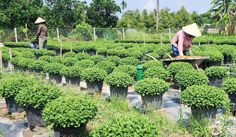 Nông dân huyện Chợ Lách chăm sóc cây cảnh