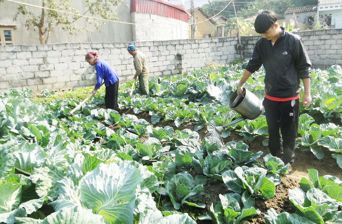 Nhờ sản xuất theo hướng hàng hóa, đồng bào dân tộc thiểu số ở Văn Lãng ngày càng khấm khá.