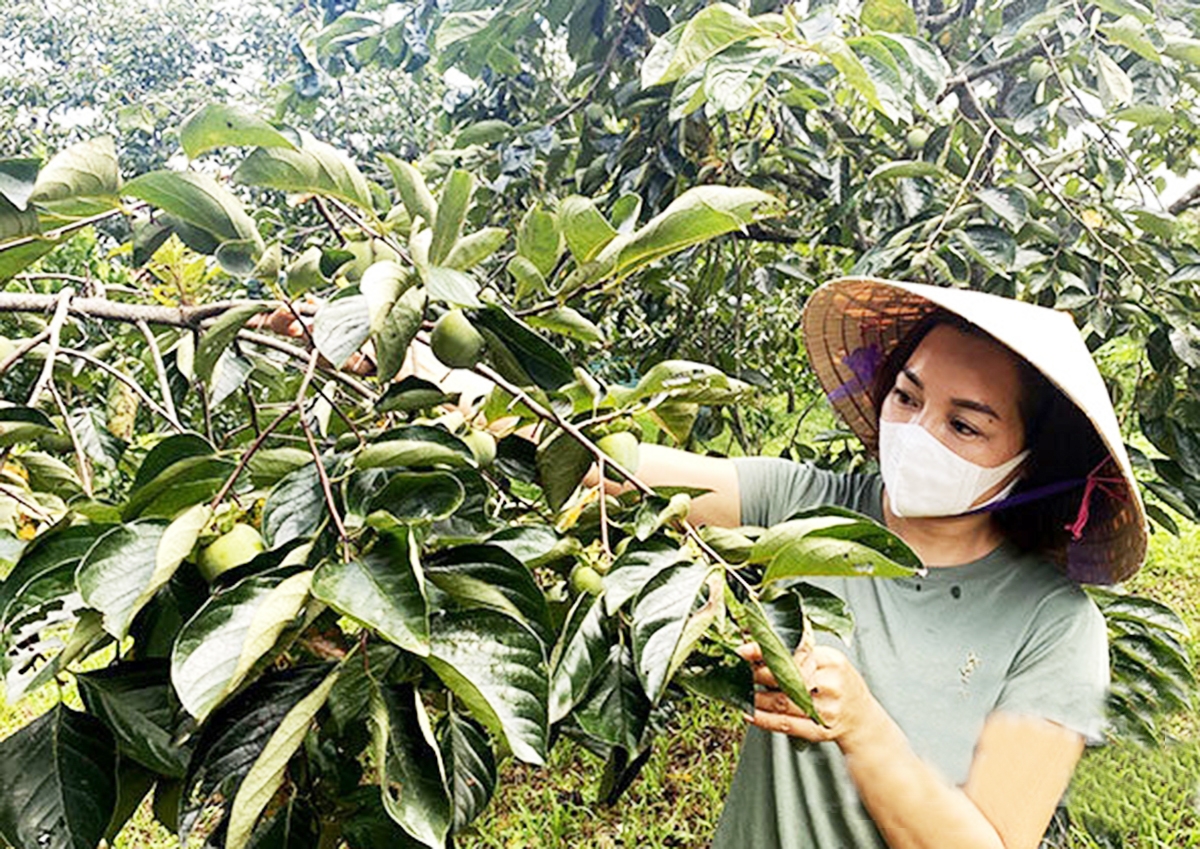 Bán hàng qua thương mại điện tử giúp nông dân, HTX không còn lo được mùa dội chợ.