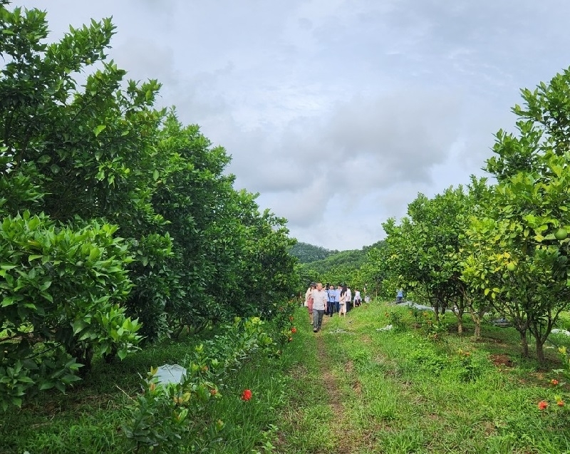 Các sản phẩm trái cây đạt chuẩn như cam, ổi, xoài, của huyện Như Xuân đã và đang được phân phối trên các hội chợ triển lãm, hệ thống siêu thị lớn trên cả nước với chất lượng và giá trị cao.