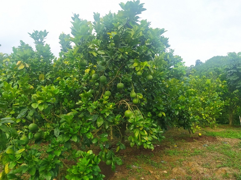 Nhờ chuyển hướng cây trồng có múi như cam Đường Canh, cam Xã Đoài, bưởi da xanh, bưởi Diễn... đã giúp nhiều hộ gia đình, HTX tại huyện Như Xuân, Thanh Hóa thoát nghèo bền vững.