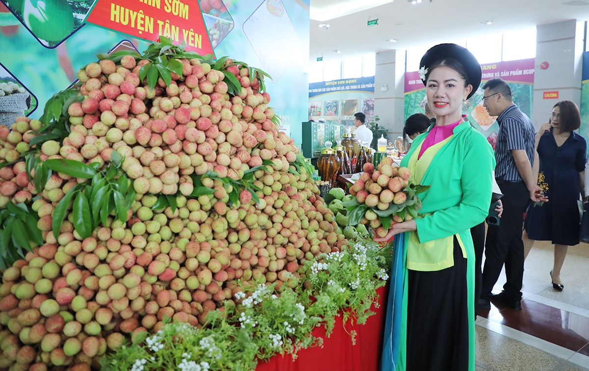 Các HTX ở Bắc Giang đang bước vào vụ thu hoạch và tiêu thụ vải sớm.